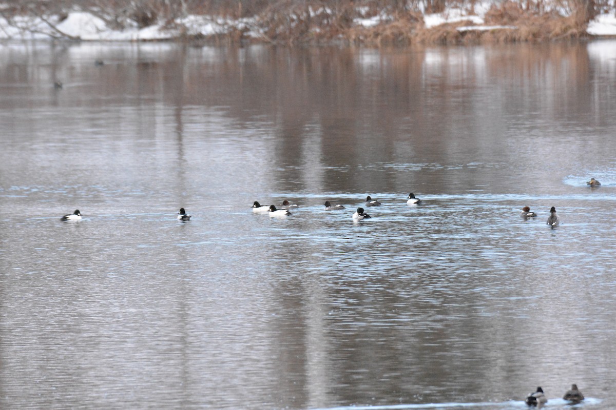 Common Goldeneye - Michael J Good