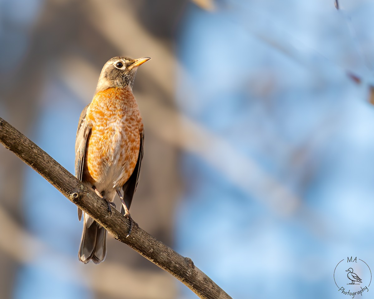 American Robin - ML614501229