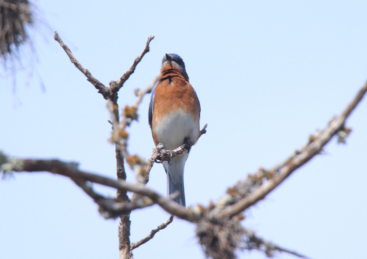 Eastern Bluebird - ML614501232