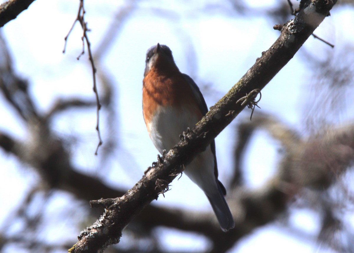 Eastern Bluebird - ML614501234