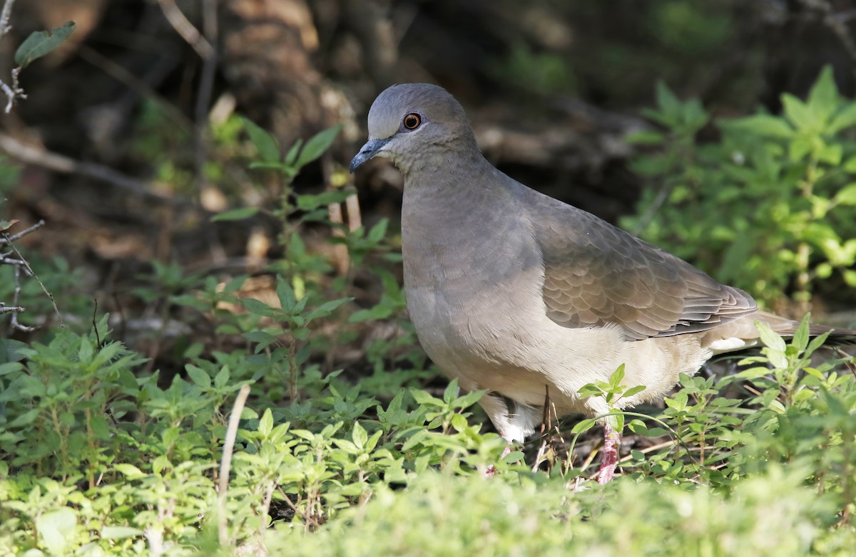 White-tipped Dove - ML614501287