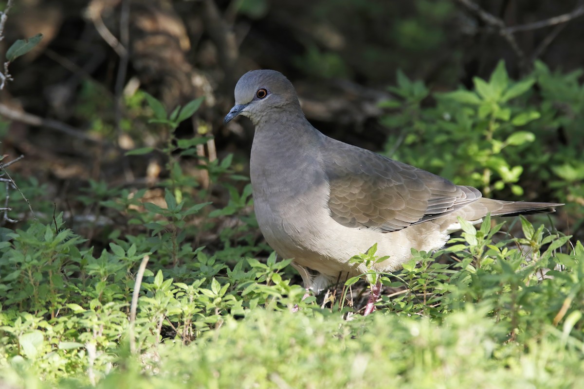 White-tipped Dove - ML614501290