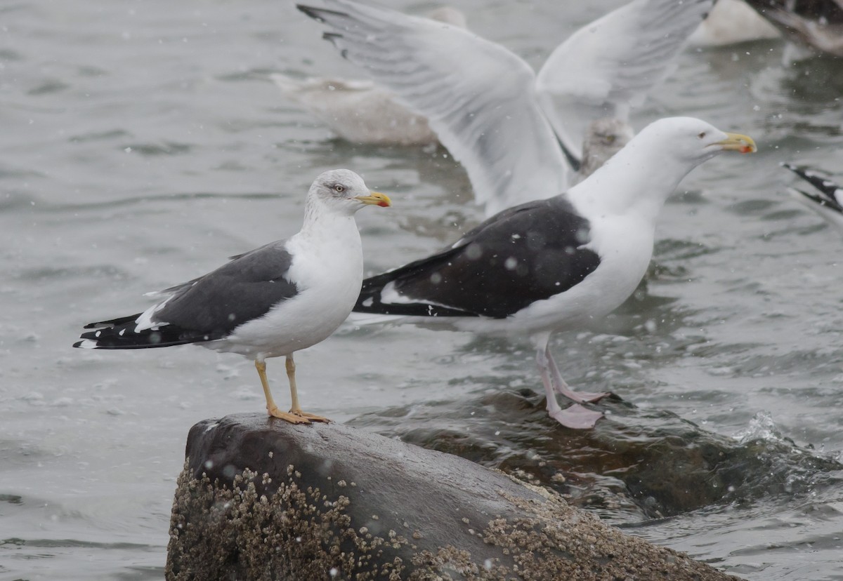 Lesser Black-backed Gull - ML614501294