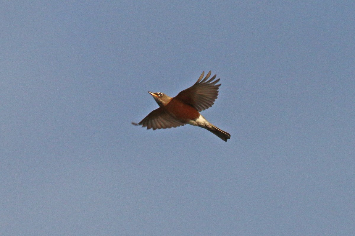 American Robin - ML614501332