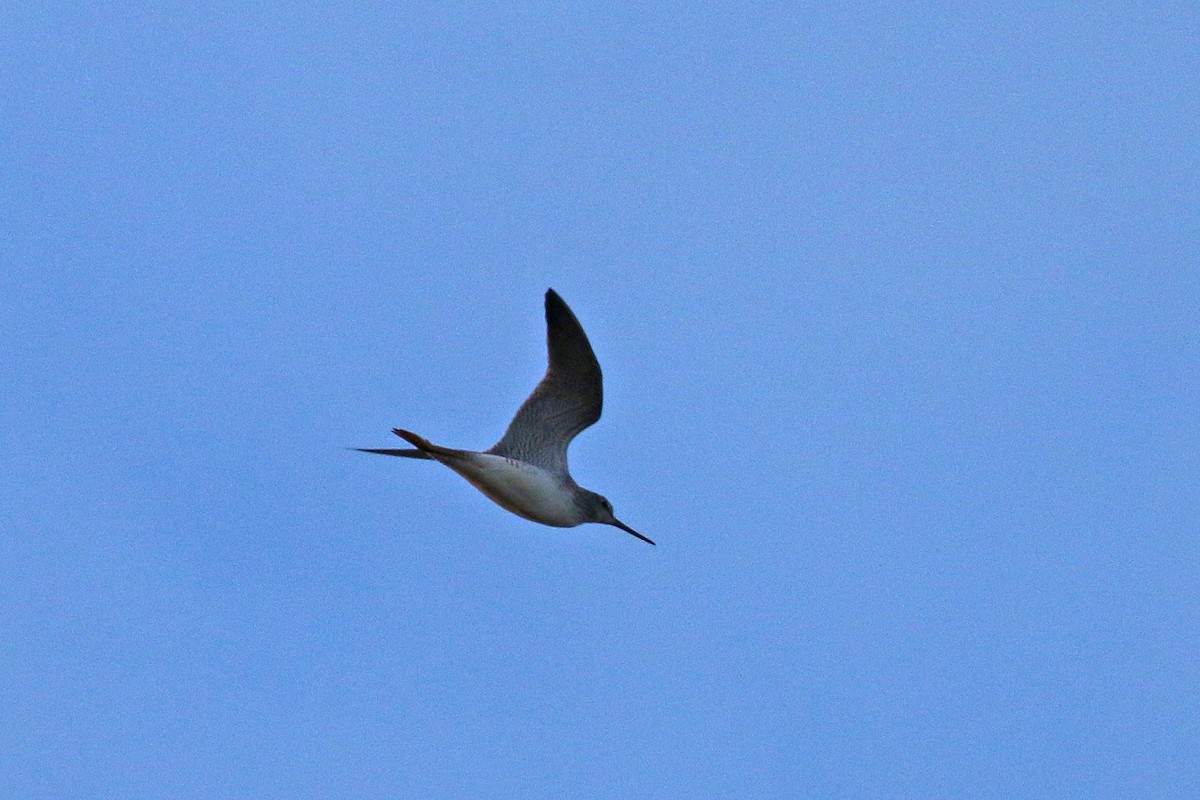 Greater Yellowlegs - ML614501344