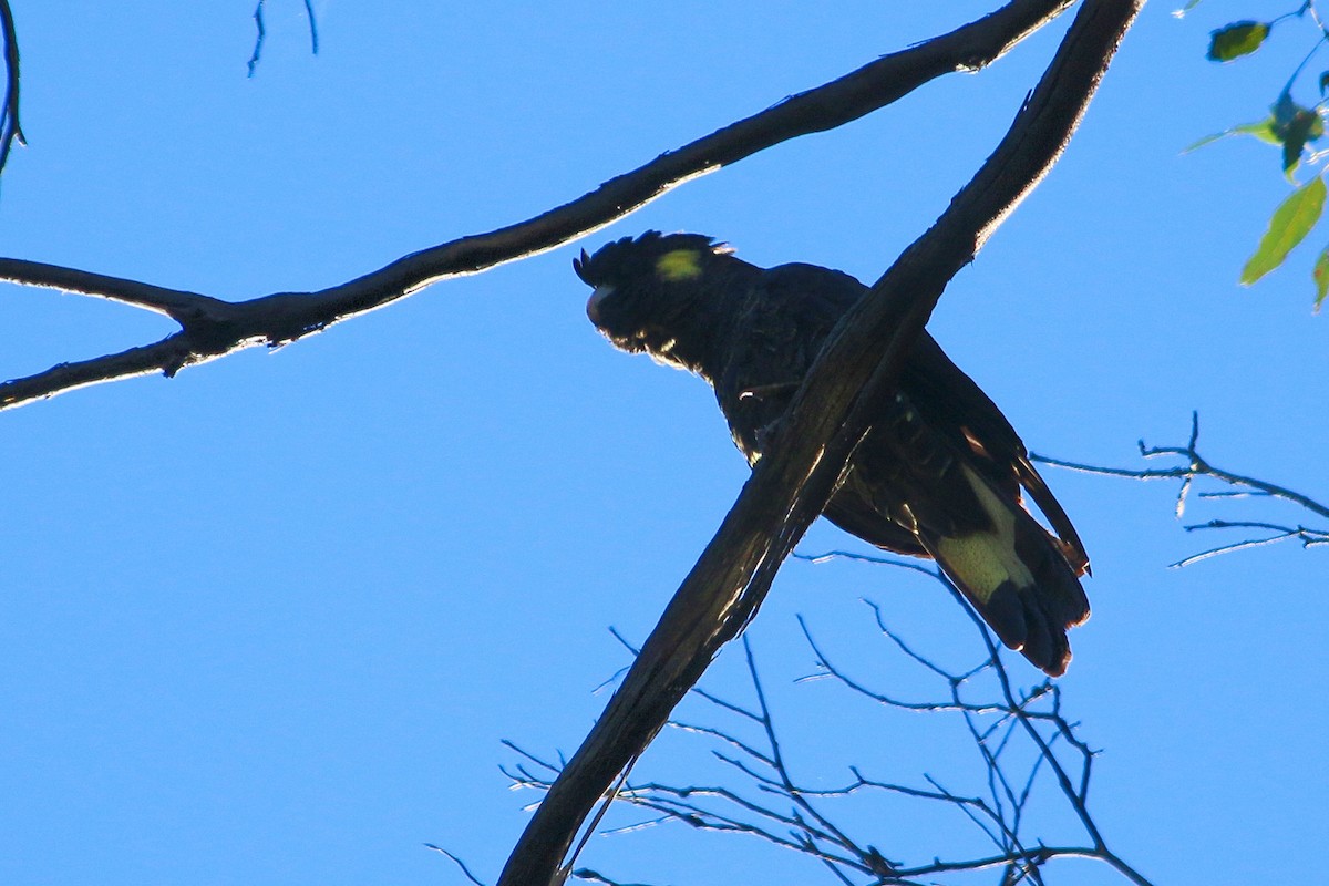 Cacatúa Fúnebre Coliamarilla - ML614501390