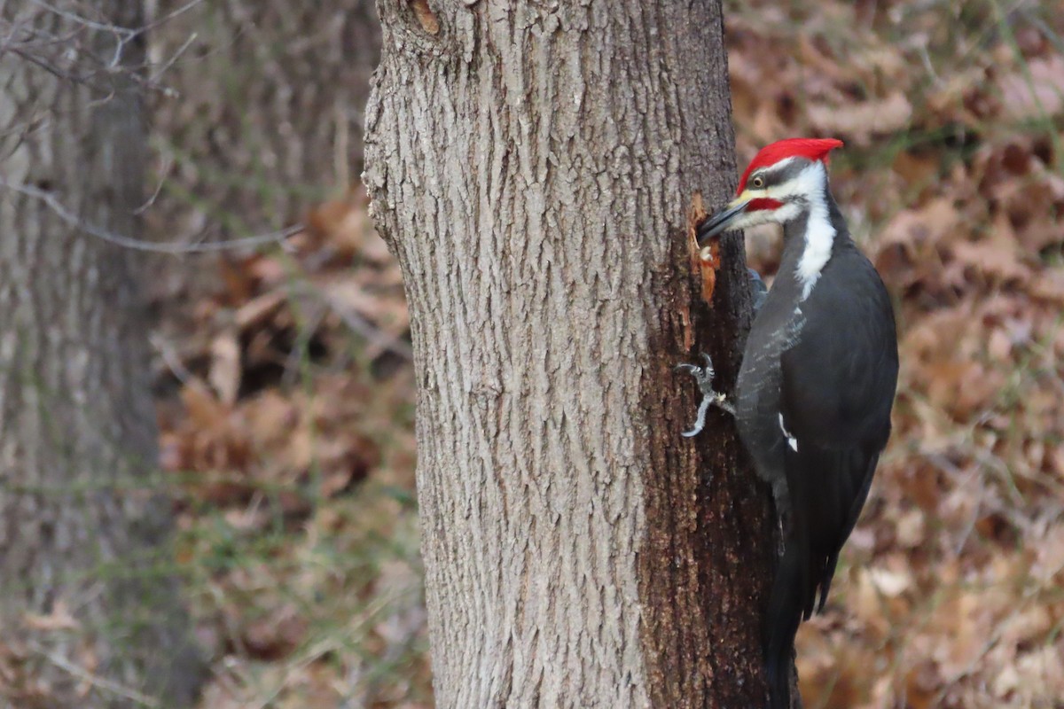 Pileated Woodpecker - ML614501434