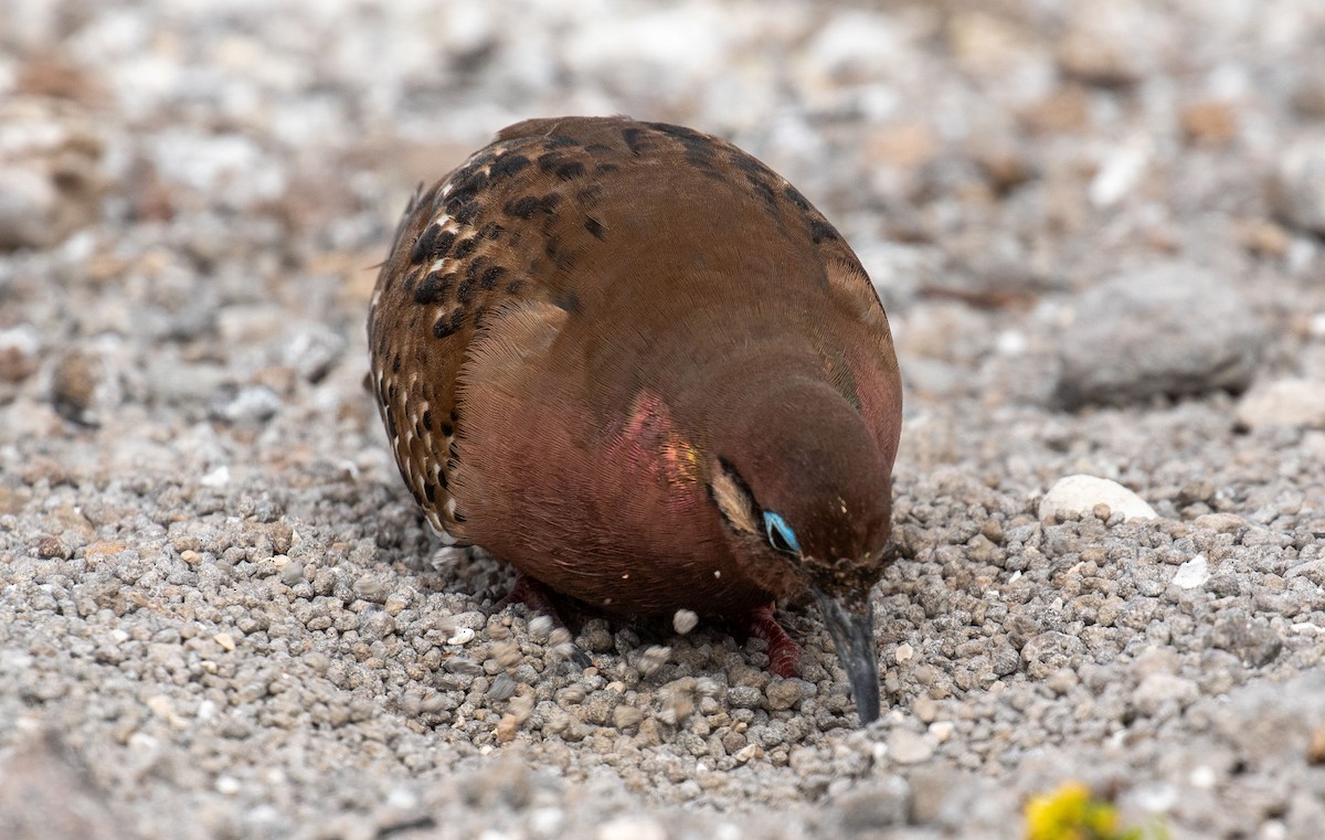 Galapagos Dove - ML614501441