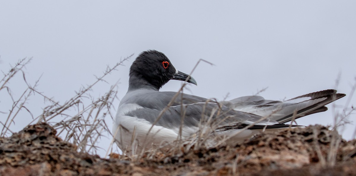 Swallow-tailed Gull - Celesta von Chamier