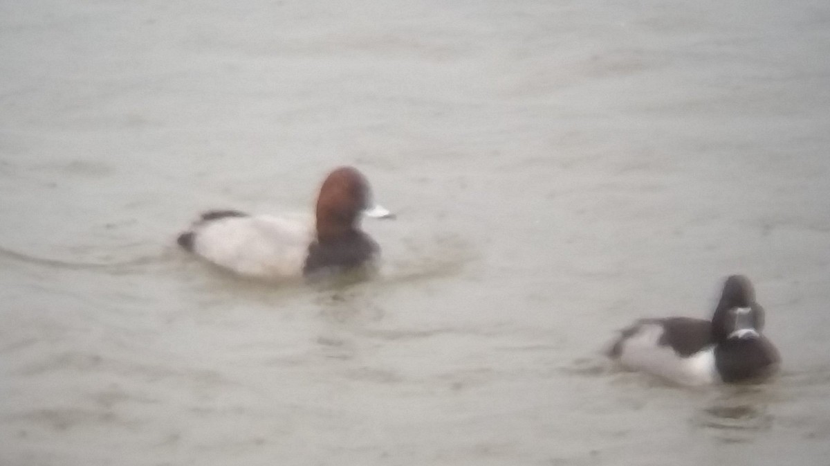 Common Pochard - ML614501477