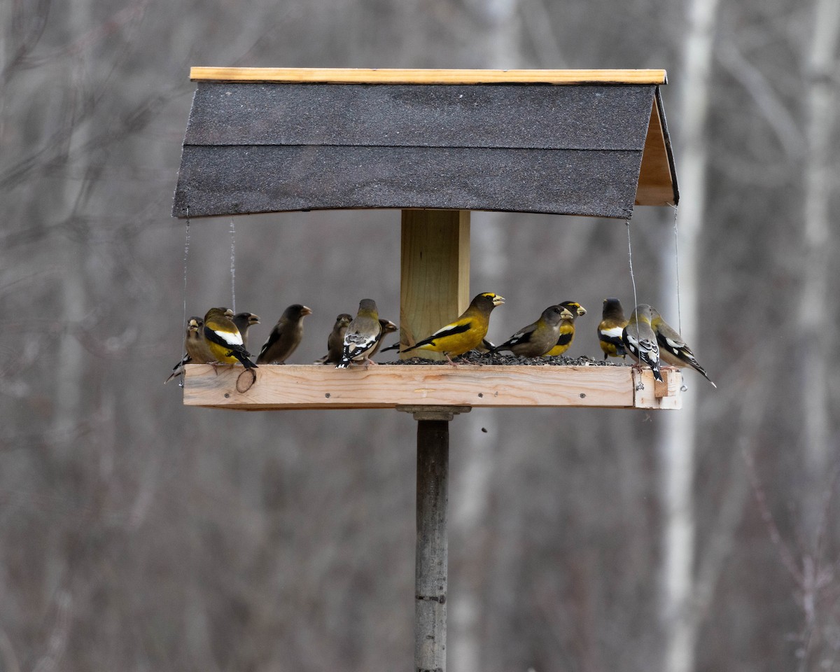 Evening Grosbeak - ML614501486