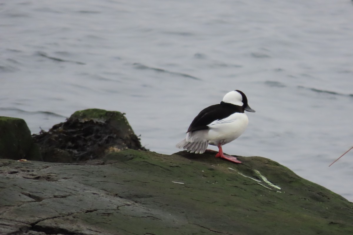 Bufflehead - ML614501488