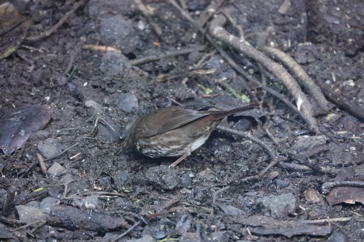 Fox Sparrow - ML614501502