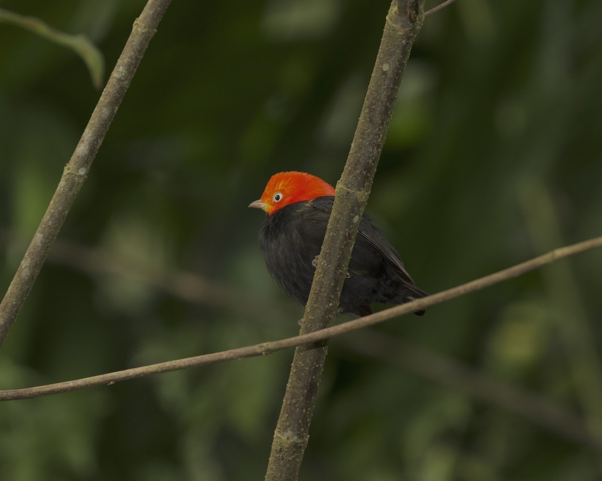 Red-capped Manakin - ML614501631