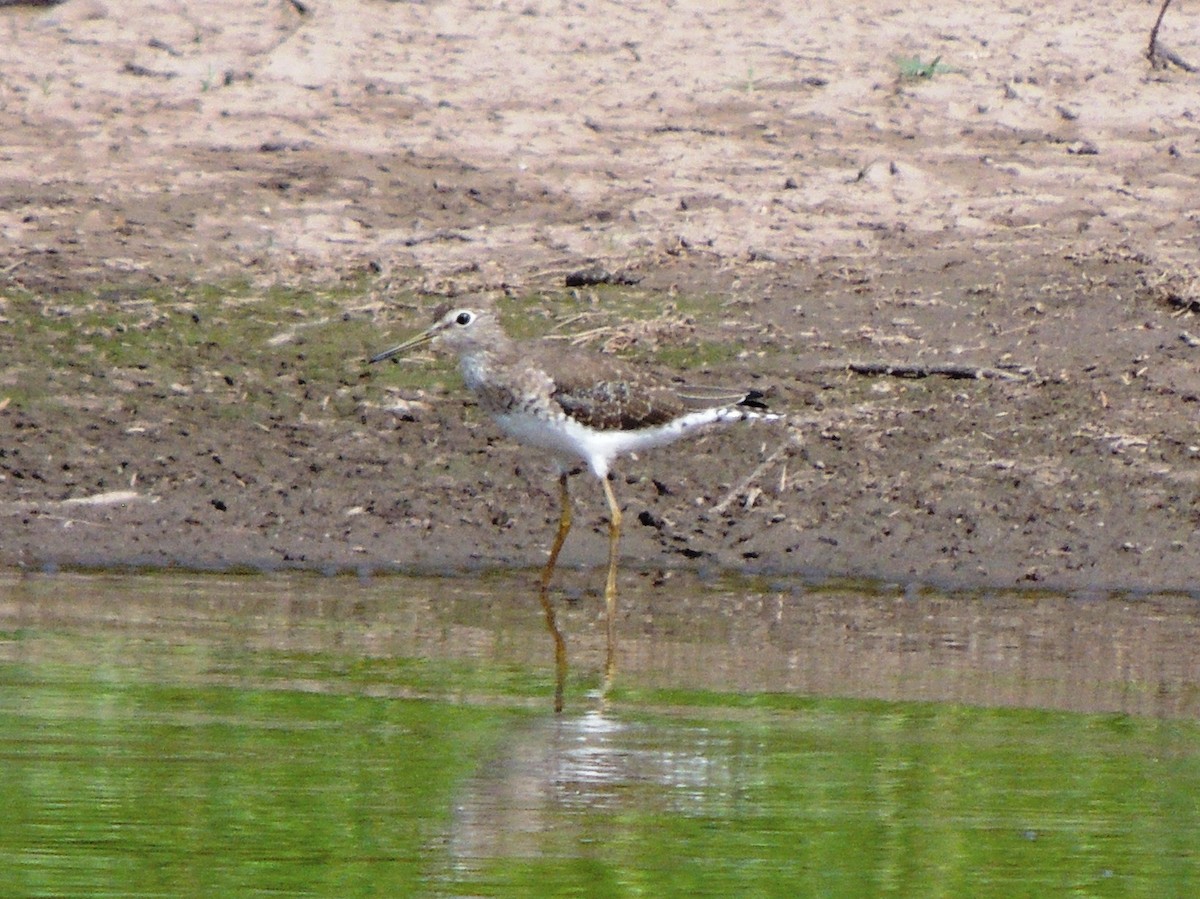 Solitary Sandpiper - ML614501643