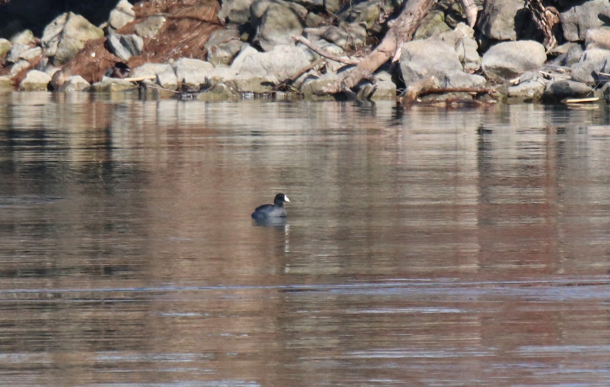 American Coot - ML614501650