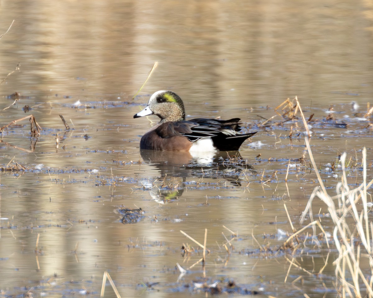 American Wigeon - Frank Young