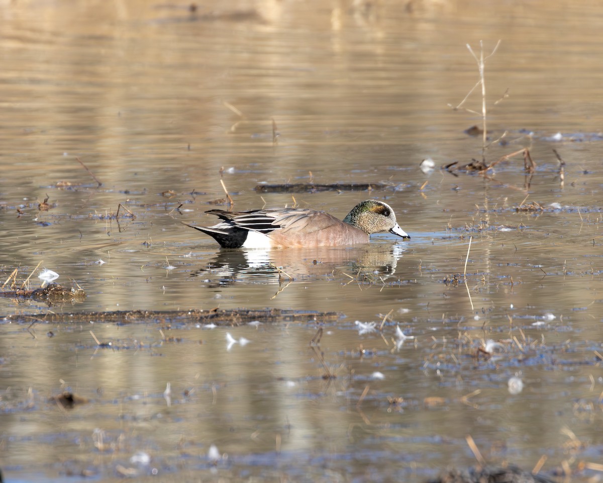 American Wigeon - ML614501683