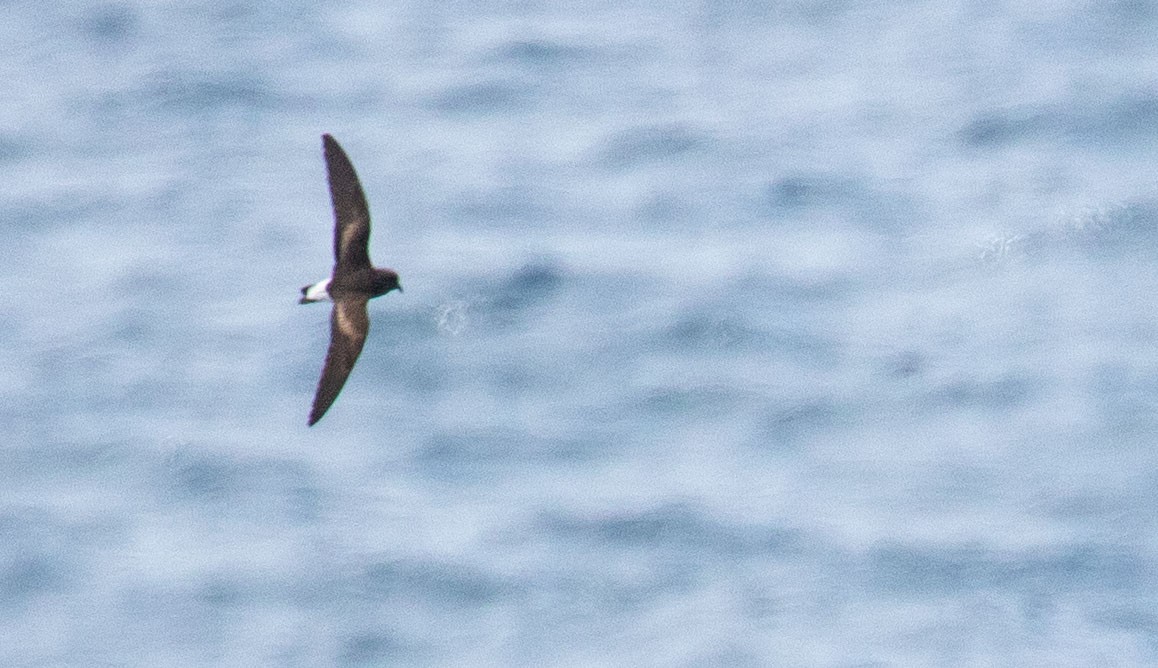 Wedge-rumped Storm-Petrel - ML614501687