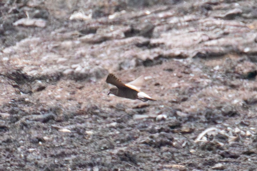 Wedge-rumped Storm-Petrel - ML614501688