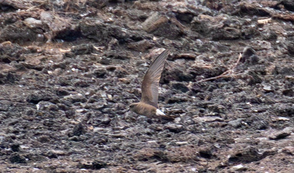 Wedge-rumped Storm-Petrel - ML614501689