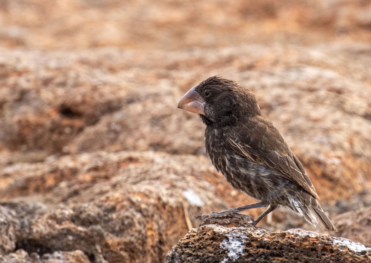 Large Ground-Finch - ML614501701