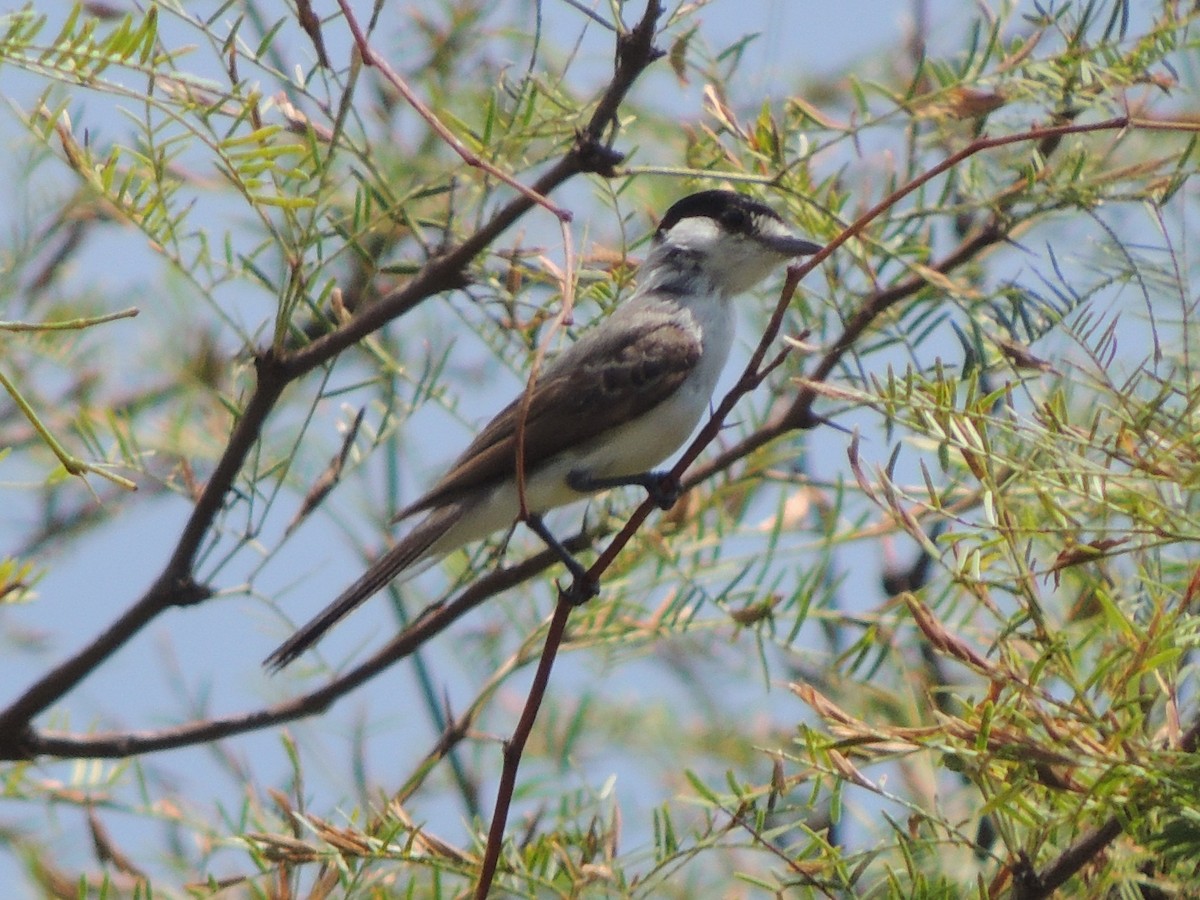 White-naped Xenopsaris - ML614501734