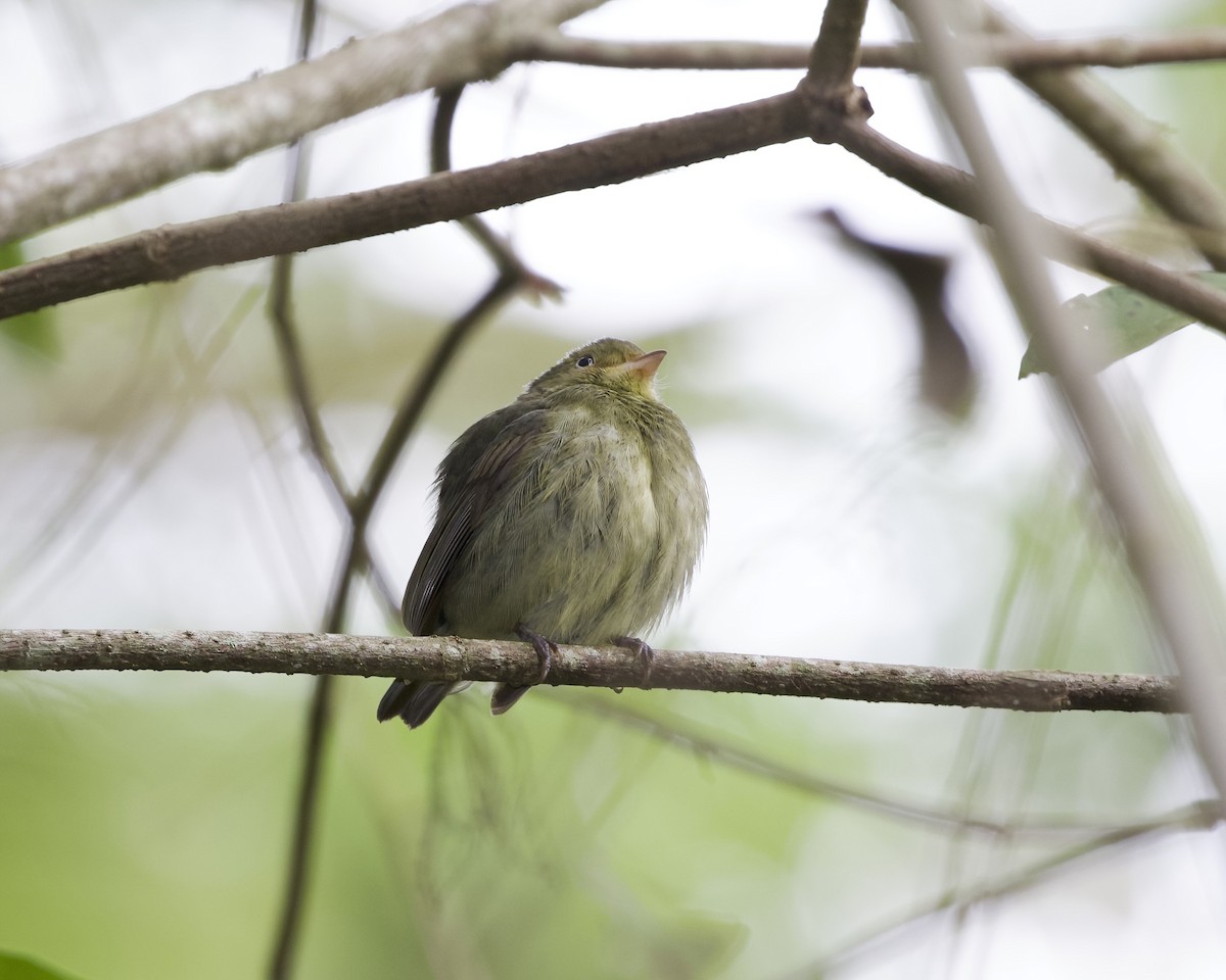 Manakin à cuisses jaunes - ML614501735