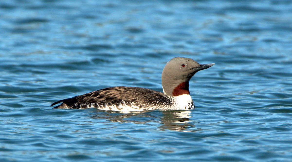 Red-throated Loon - ML614501736
