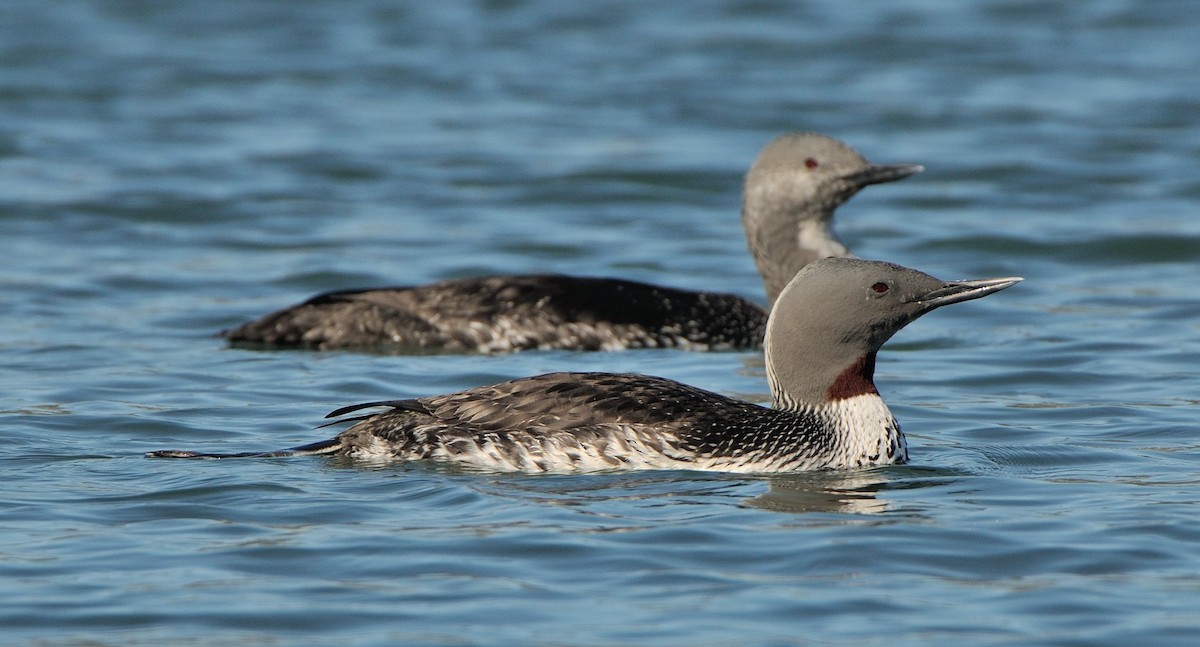 Red-throated Loon - ML614501737