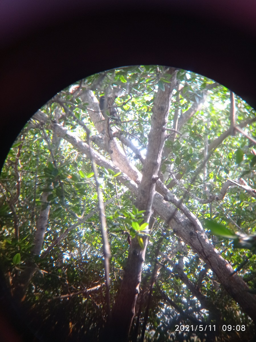 Common Black Hawk (Mangrove) - ML614501738