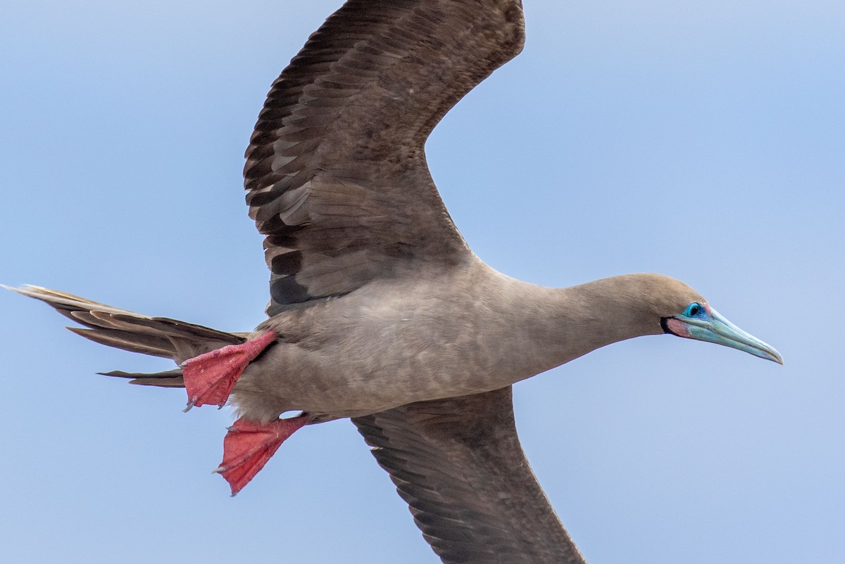 Red-footed Booby - ML614501754