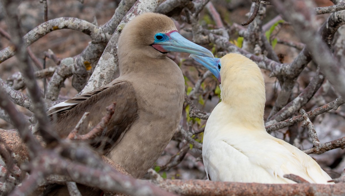Red-footed Booby - ML614501755