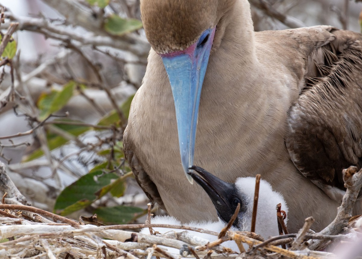 Red-footed Booby - ML614501757