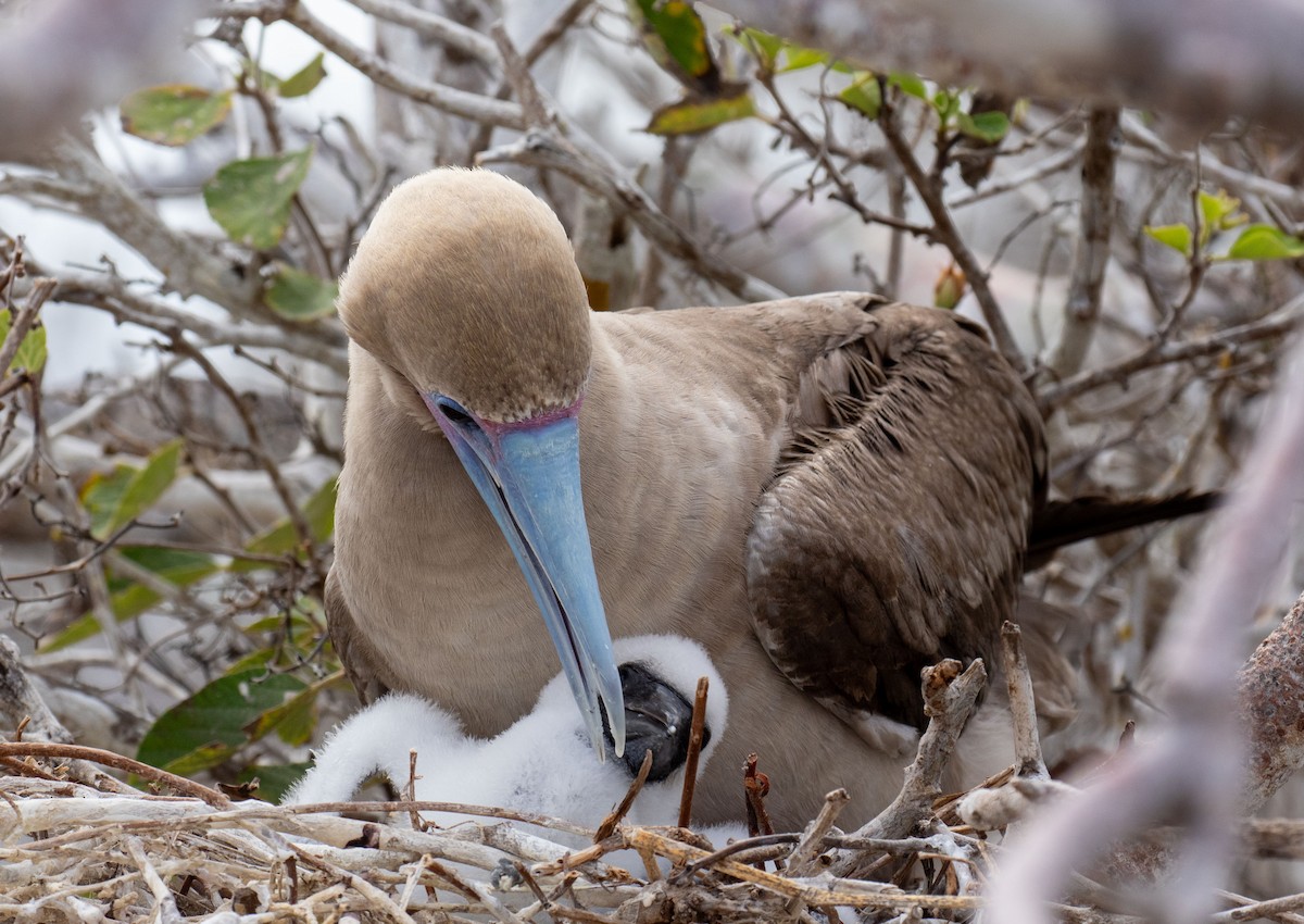 Red-footed Booby - ML614501758