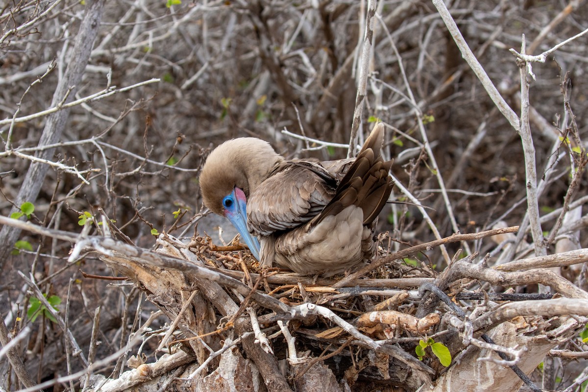Red-footed Booby - ML614501759