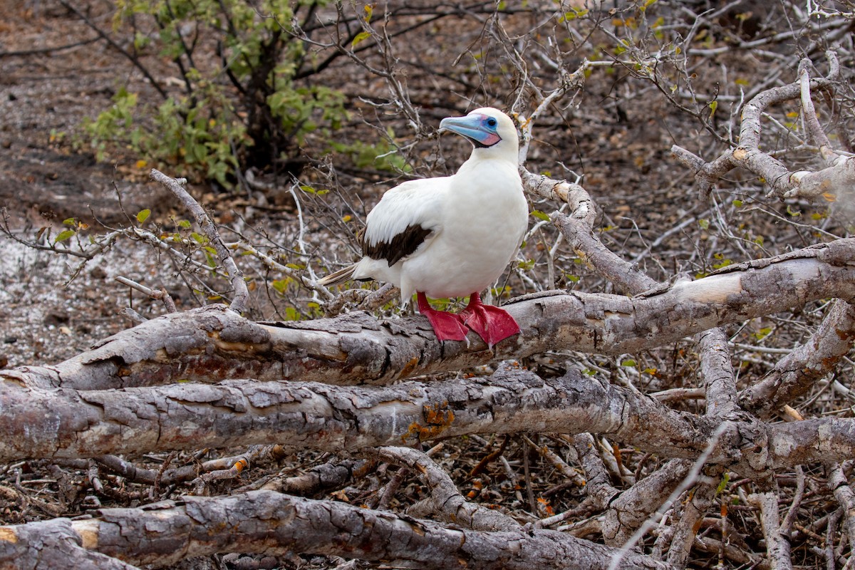 Red-footed Booby - ML614501760