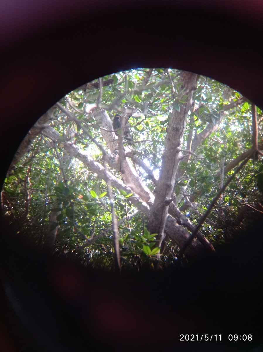 Common Black Hawk (Mangrove) - ML614501800