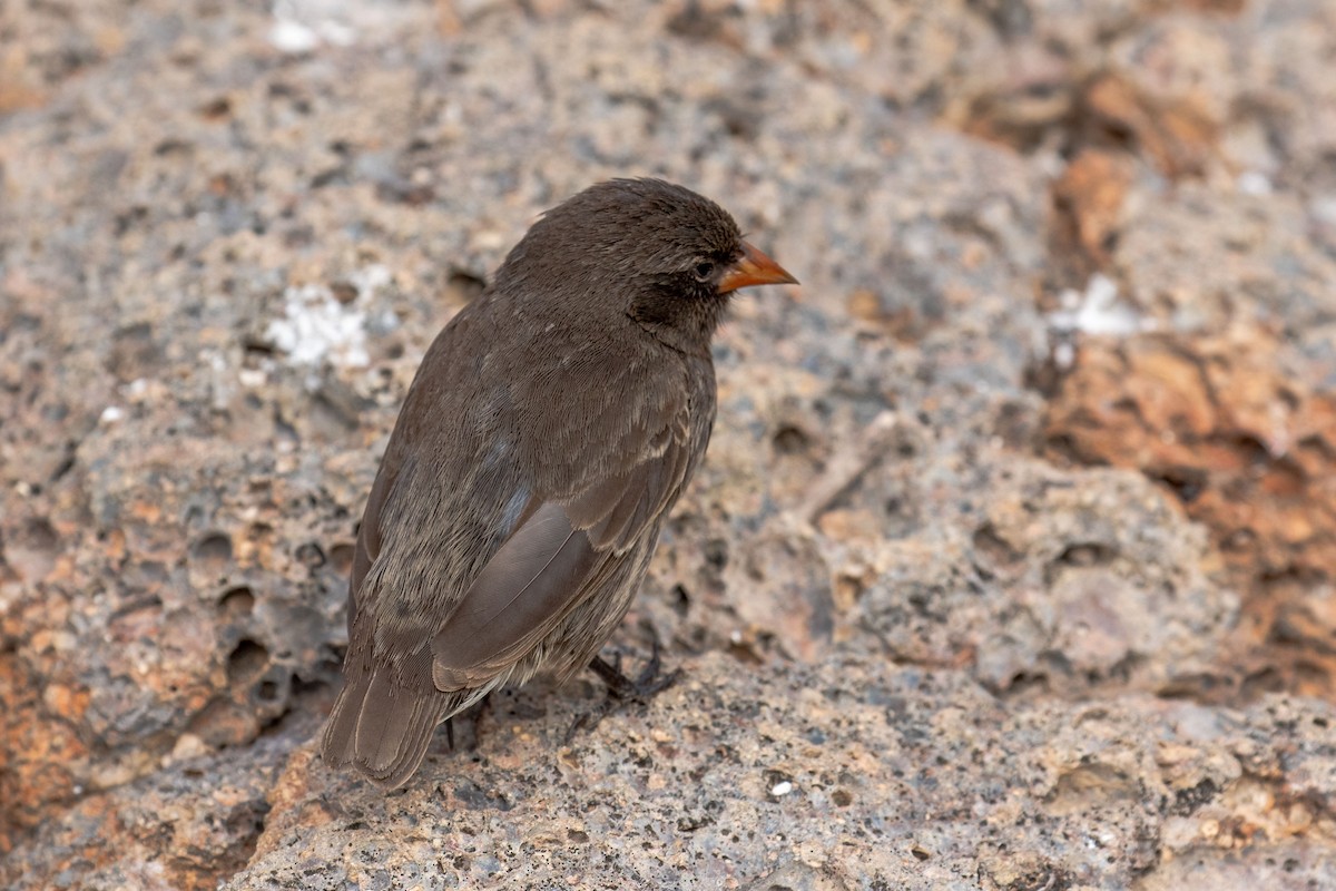 Genovesa Ground-Finch - ML614501815