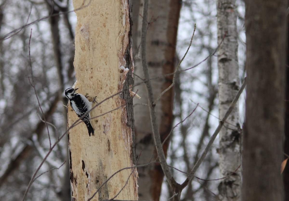 Downy Woodpecker - Christine Massé