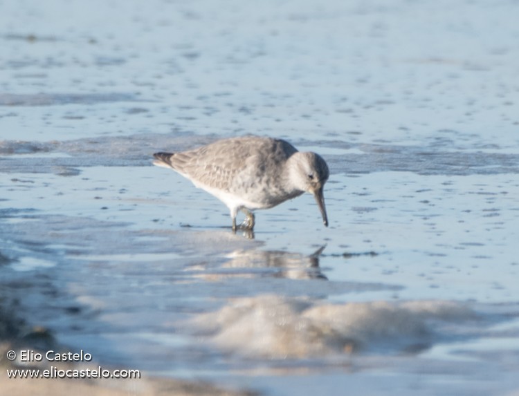 Red Knot - ML614501823