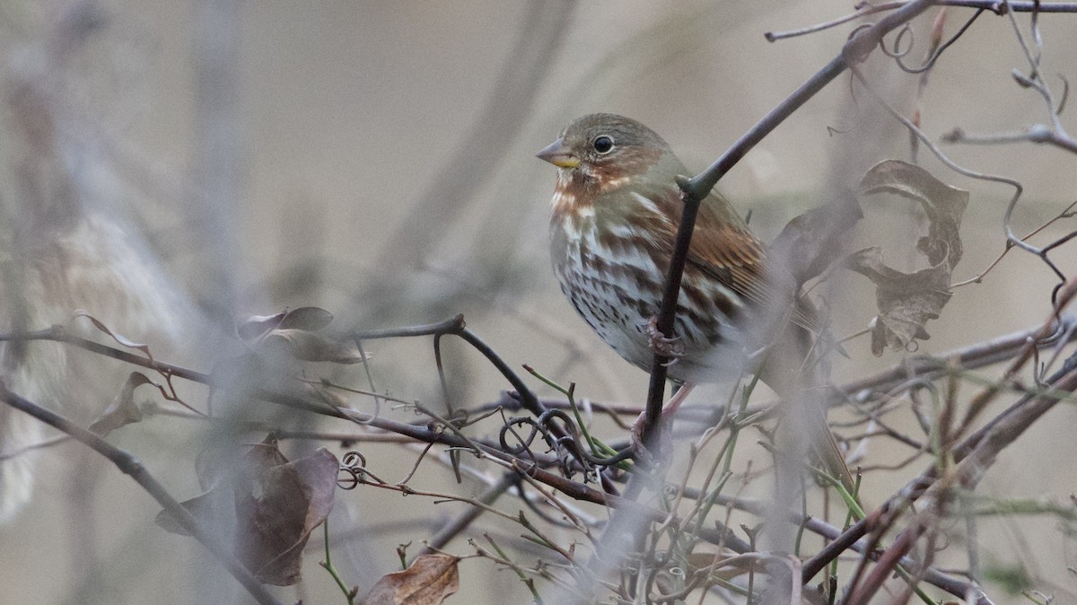 Fox Sparrow (Red) - ML614501883