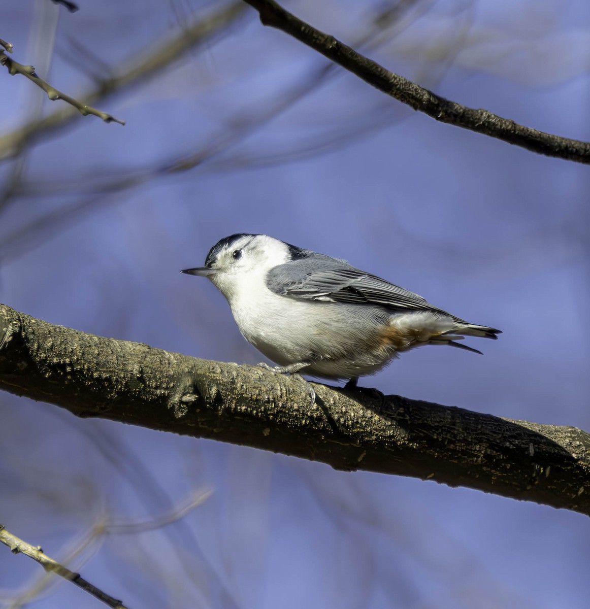 White-breasted Nuthatch - ML614501892