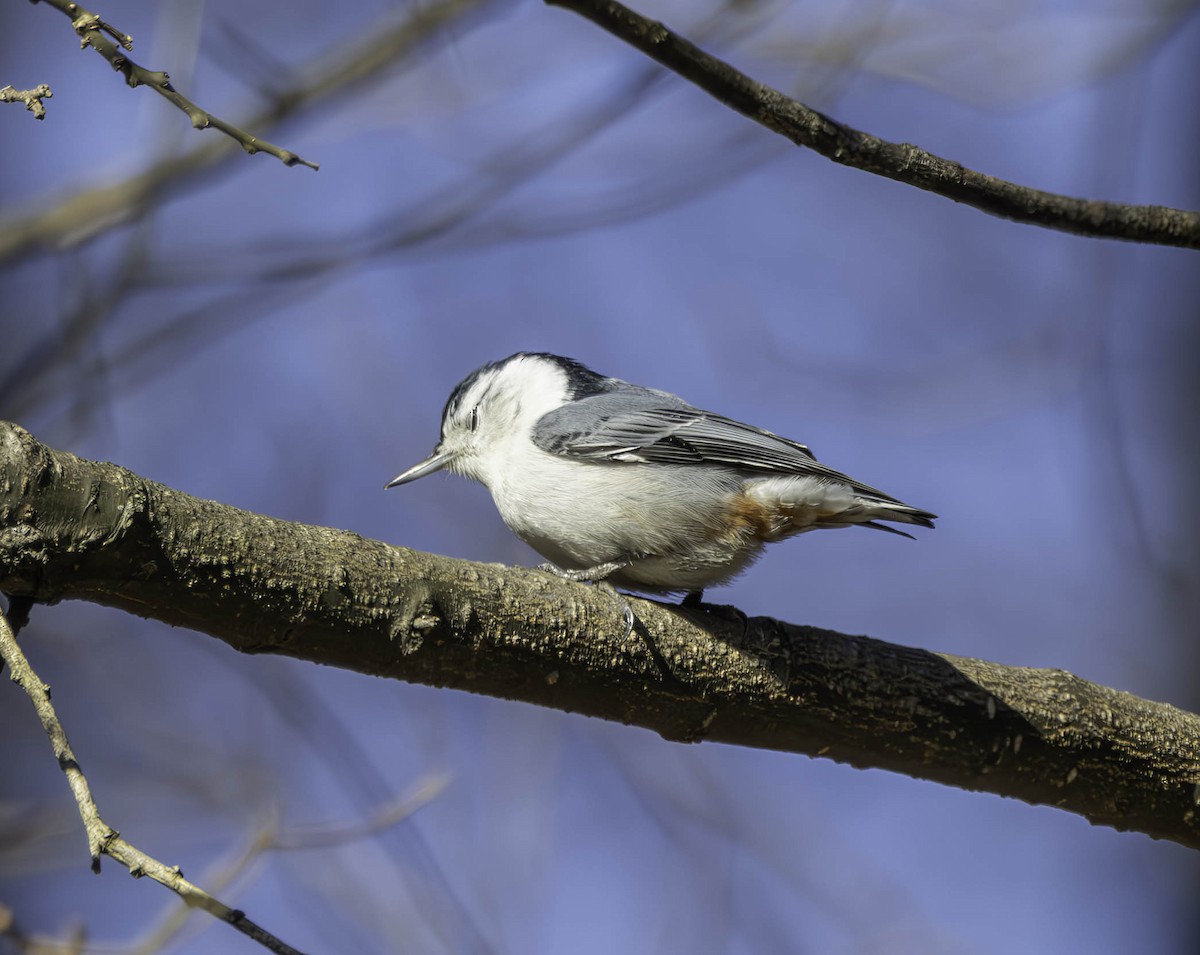 White-breasted Nuthatch - ML614501893