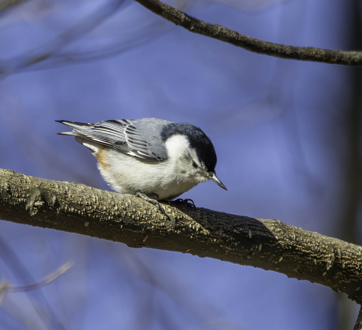 White-breasted Nuthatch - ML614501894