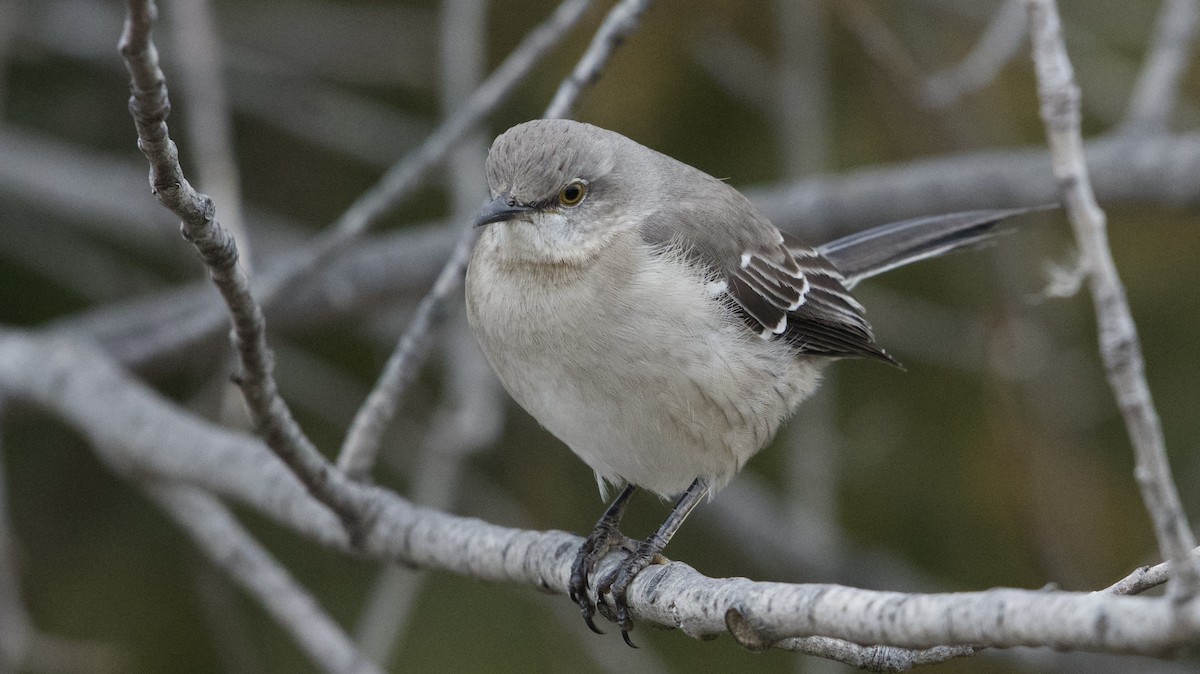 Northern Mockingbird - Bob Diebold