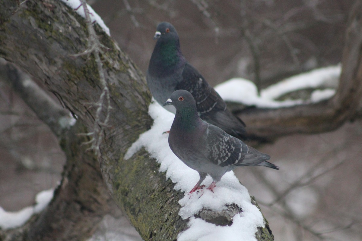 Rock Pigeon (Feral Pigeon) - ML614501915