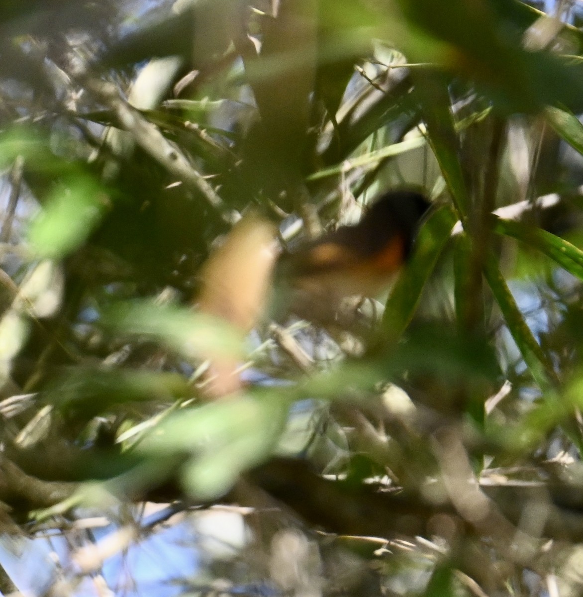 American Redstart - lori herfurth