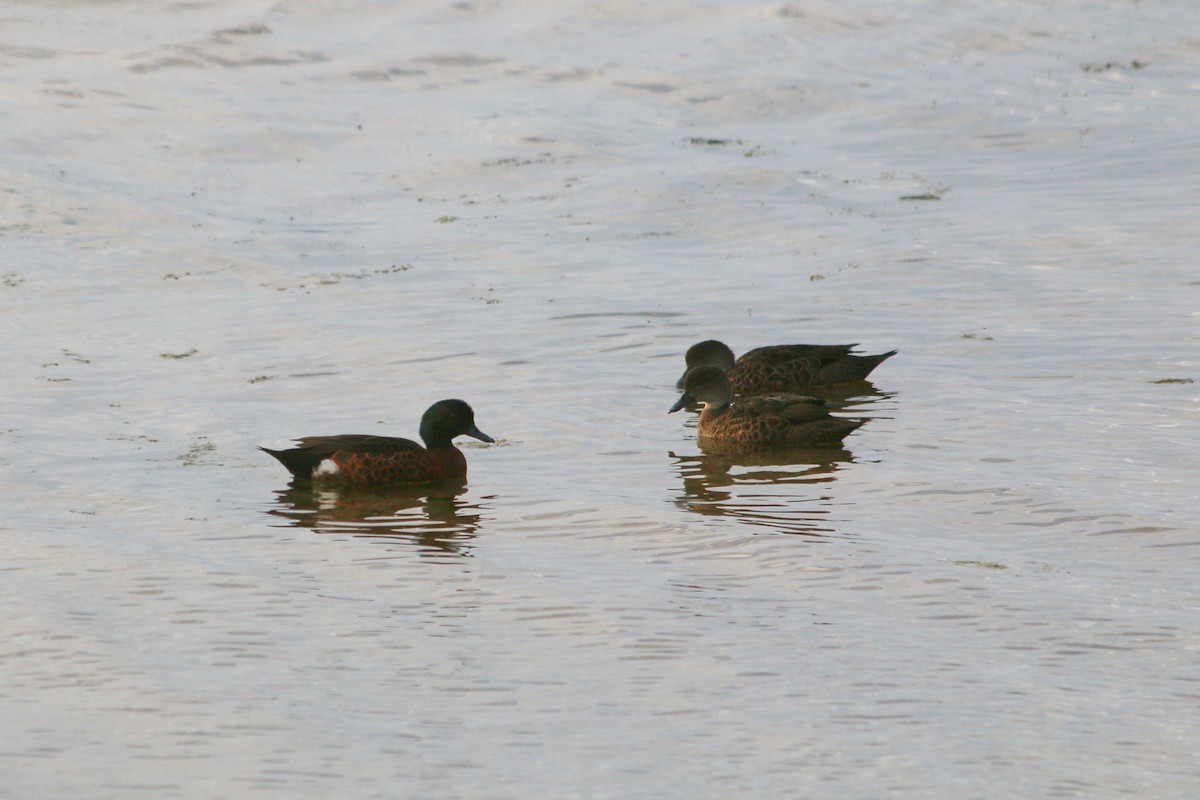 Chestnut Teal - ML614501995