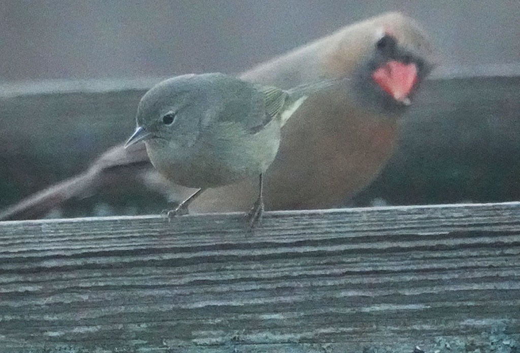 Orange-crowned Warbler - ML614502010